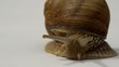 escargot