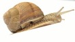 escargot