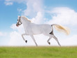 white horse in summer field
