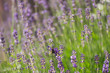 Echter Lavendel, Lavandula, Heilpflanzen, Sommerduft