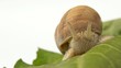 escargot