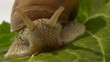escargot