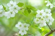 昭和桜