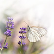 Baumweißling auf Lavendelblüte, Schmetterling, Aporia crataegi