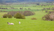 Yorkshire Dales