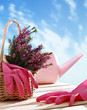 Basket with houseplant and garden tools Basket with houseplant and garden tools