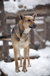 Shepherd dog under the snow in dog shelter. Shepherd dog under the snow in dog shelter.
