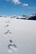Spuren im Schnee