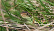 Lizard in the grass