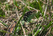 Common lizard in the grass