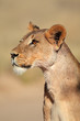 Alert lioness
