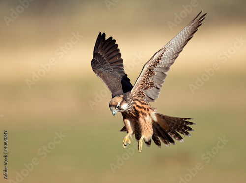 Photo: Lanner falcon landing Lanner falcon landing