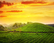 Tea plantation in Munnar
