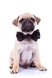 cute mops puppy dog with neck bow cute mops puppy dog with neck bow
