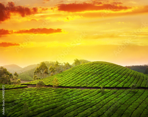 Photo: Tea plantation in Munnar Tea plantation in Munnar