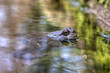 Grasfrosch 4
