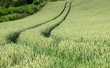Junges Getreidefeld - Spur