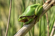 Laubfrosch 7