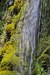cascades between the vegetation