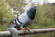 Taube