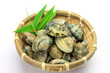 short-necked clam