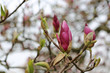 Magnolie