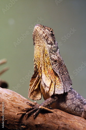 Photo: Kragenechse Kragenechse