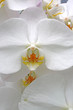 White Orchid
