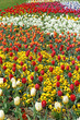 Blumenmeer