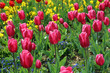 Blumen