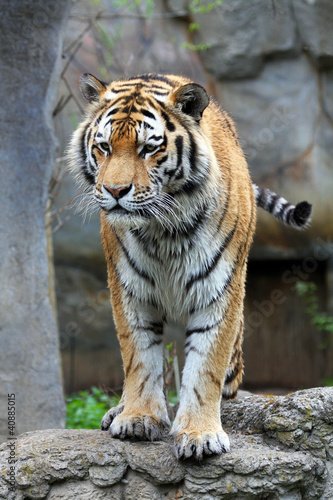 Photo: Sibirischer Tiger Sibirischer Tiger