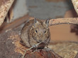 Degu