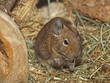 Degu