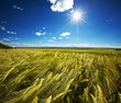 Wheat