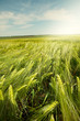 Wheat