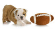 playful puppy