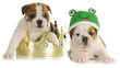 Detaily fotografie prince and the frog