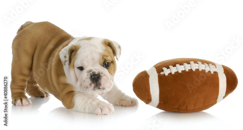Photo: playful puppy playful puppy