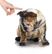bad dog