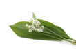 Muguet