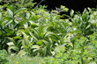 Vératre blanc (veratrum album) Vératre blanc (veratrum album)
