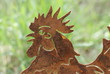 Huhn