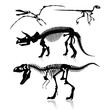 Dinosaurs and Fossils