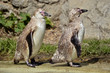 Two young Humboldt penguins