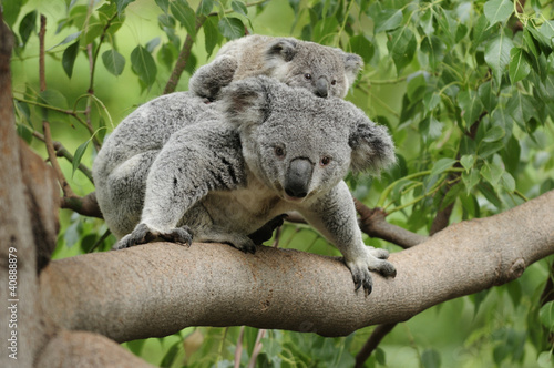 Photo: Koala mom baby Koala mom baby