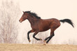 Trakehner stallion