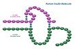 Illustration of a human insulin molecule Illustration of a human insulin molecule