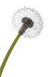 Soffione sfondo bianco