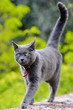 gatto nero