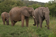 Elephants family crossing grassland, Masai Mara, Kenya Elephants family crossing grassland, Masai Mara, Kenya